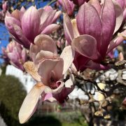 Braune-Blüte-Tulpenmagnolie