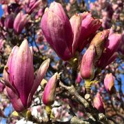 Braune-Magnolienblüten-Tulpenmagnolie-Frostschaden-Knospen