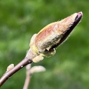 Magnolienknospe-braun-Frostschaden-Purpurmagnolie