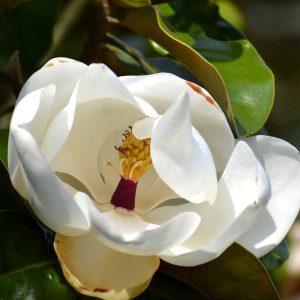 Magnolia-grandiflora-Immergrüne Magnolie-Blüte-weiß
