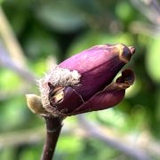 Purpurmagnolie-Frostschaden-Knospe-schwarz