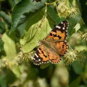 Schmetterlingsbäume-Distelfalter-Linde