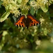 Schmetterlingsbäume-Kleiner-Fuchs
