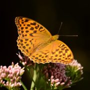 Schmetterlingsbäume-Perlmuttfalter