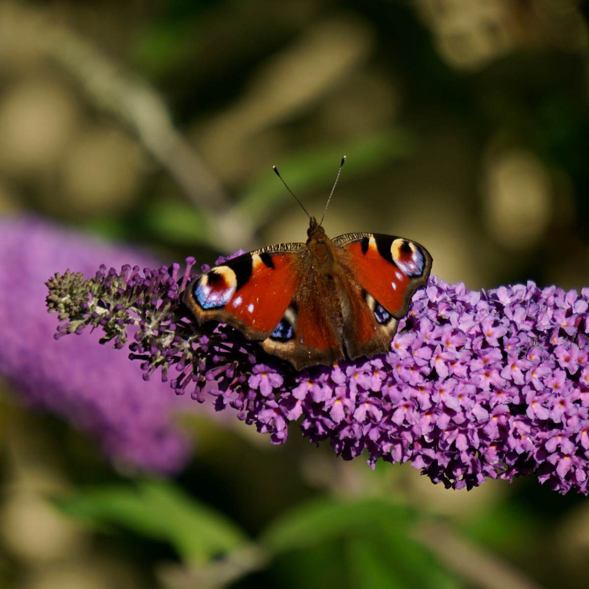 Schmetterlingsbäume-Tagpfauenauge-Sommerflieder