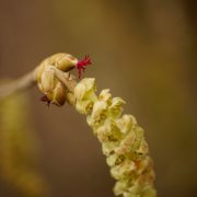 Schmetterlingsbäume-weibliche-männliche-Blüte-Hasel