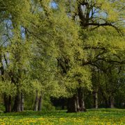 Schmetterlingsbäume-Pappel-Blüte