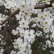 Schmetterlingsbäume-Schlehe-Blüte