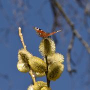 Schmetterlingsbäume-Weide-Blüte-Tagpfauenauge
