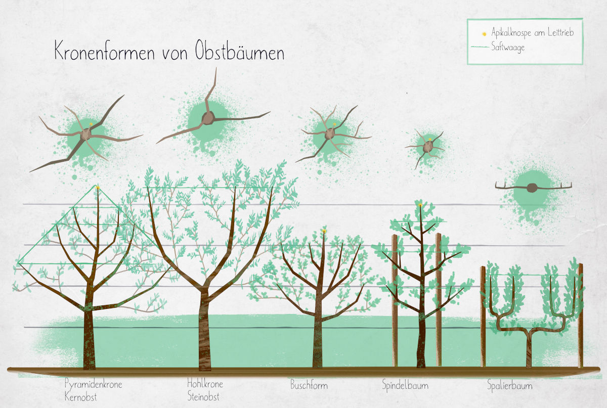 Kronenformen in der Obstbaumpflege vom Sprössling bis zum Greis