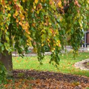 Buche-Garten-Hängebuche