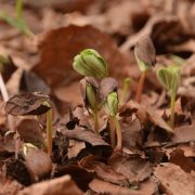 Buche-Garten-Saemlinge