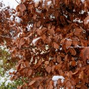 Buche-Garten-Winterhecke