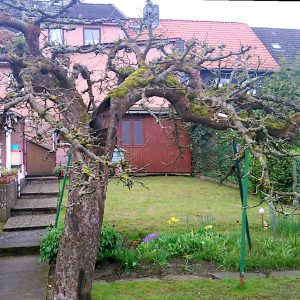 Apfelbaum-alt-abgestorben-tote-Krone