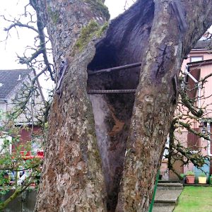 Apfelbaum-alt-abgestorben-Verbolzung