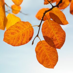 Felsenbirne-Herbst-Blatt-orange