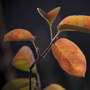 Felsenbirne-Herbst-Blätter-Zweig