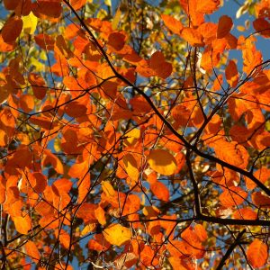 Felsenbirne-Herbstlaub-orange