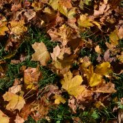 Herbstlaub-Ahornblätter-Boden