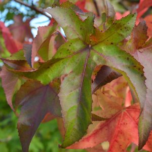 Herbstlaub-Amberbaum-Seesternbaum-Blatt-grün