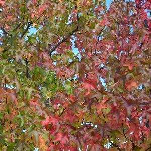 Herbstlaub-Amberbaum-Blättermeer