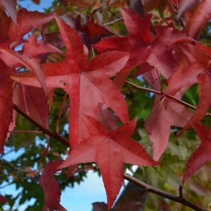 Herbstlaub-Amberbaum-Seesternbaum-rote-Blätter