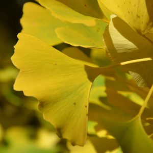 Herbstlaub-Ginkgo-Blatt-gelb