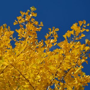Herbstlaub-Ginkgo-Blättermeer-gelb-Himmel