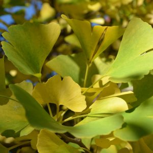 Herbstlaub-Ginkgo-Fächerbaum2