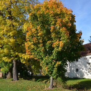 Herbstlaub-Spitzahorn-Baum