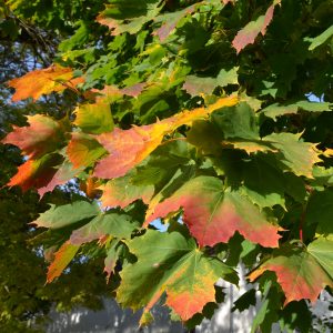 Herbstlaub-Spitzahorn-Blättermeer-bunt