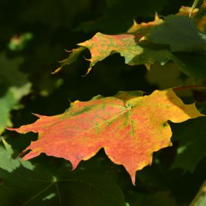 Herbstlaub-Spitzahorn-Einzelbatt