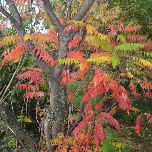 Herbstlaub-Essigbaum-Äste