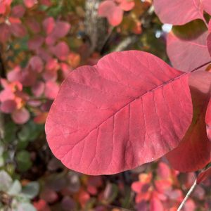 Perückenstrauch-Blatt-rot