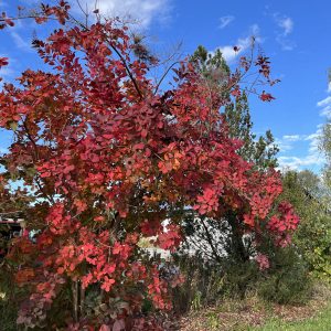 Perückenstrauch-Herbstlaub