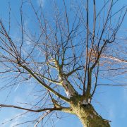 Moorbirke-Betula pubescens-Krone