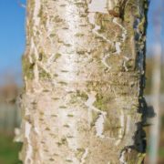 Moorbirke-Betula pubescens-Rinde