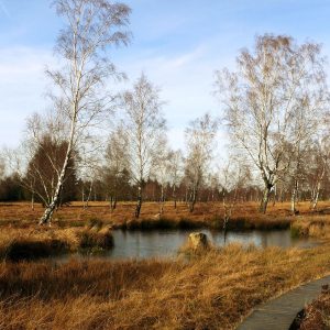 Moorlandschaft-Birken-Sumpf-Torf