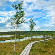 Moorlandschaft-junge-Birken-Steg