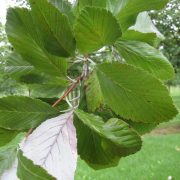 Echte Mehlbeere-Sorbus-aria-Magnifica-Blätter