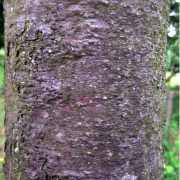 Echte Mehlbeere-Sorbus-aria-Magnifica-Rinde